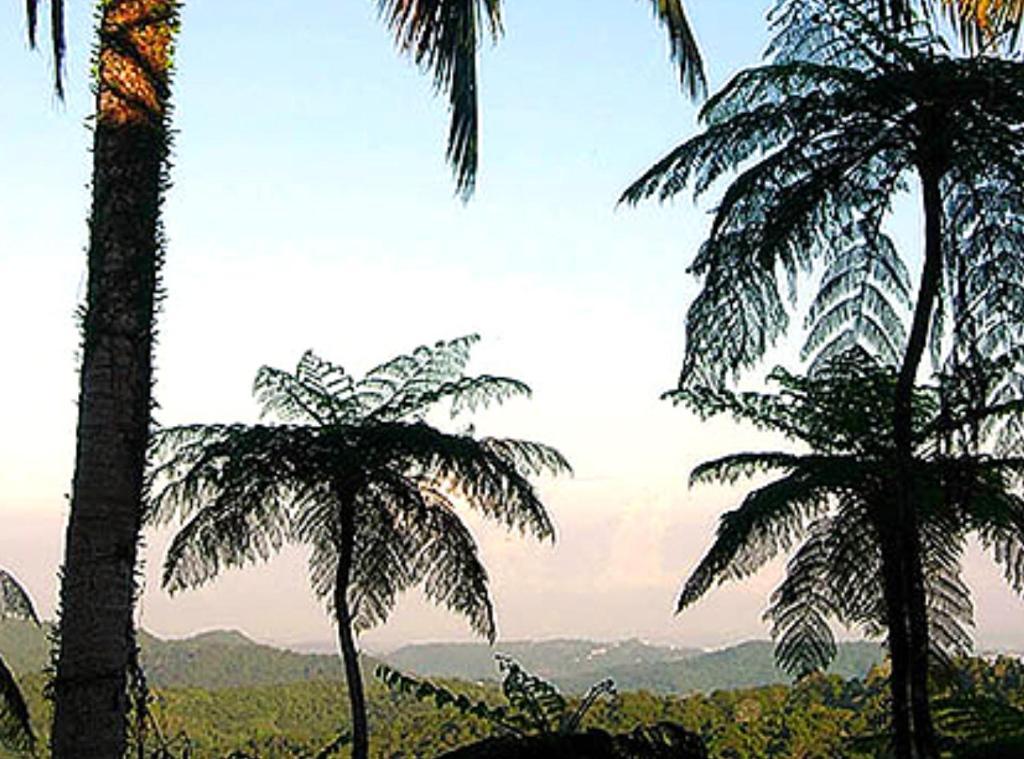 El Hotelito At The Rainforest Experience Farm Fajardo Buitenkant foto
